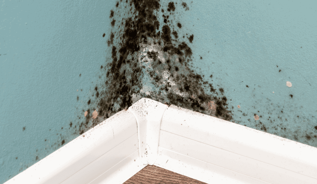 guide to remove mould